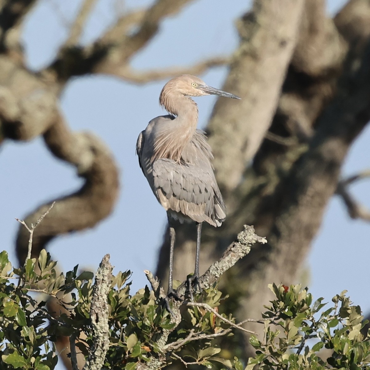 Рыжеватая цапля - ML647031290