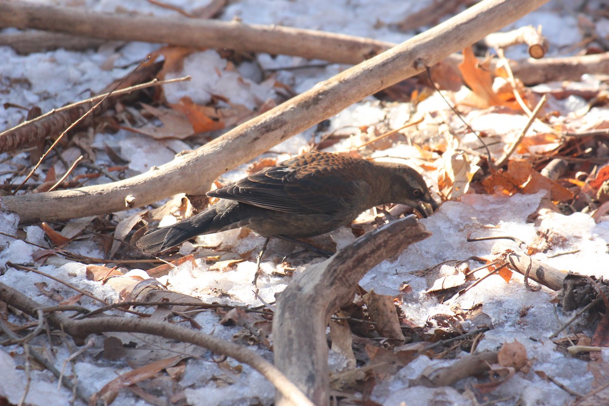 Rusty Blackbird - ML647031291