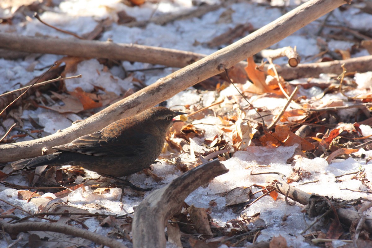 Rusty Blackbird - ML647031292