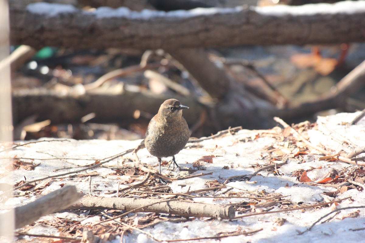 Rusty Blackbird - ML647031293