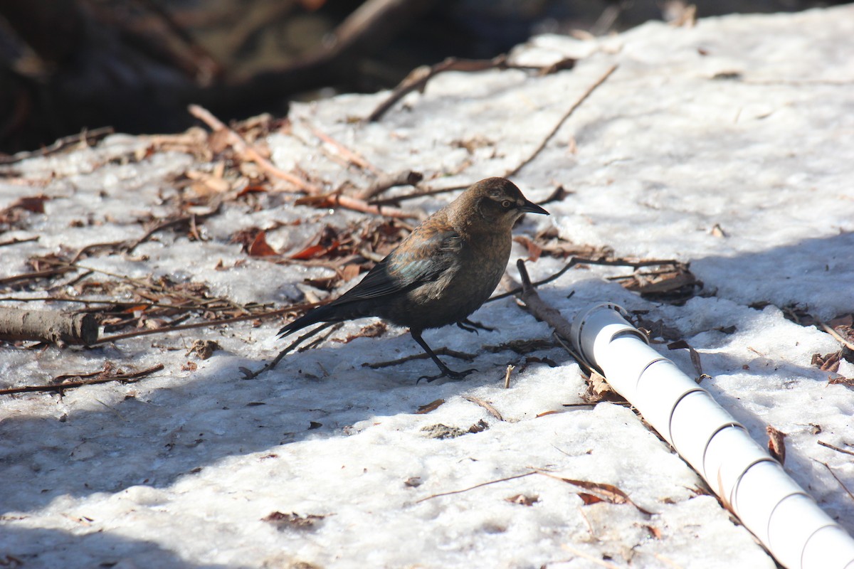 Rusty Blackbird - ML647031294