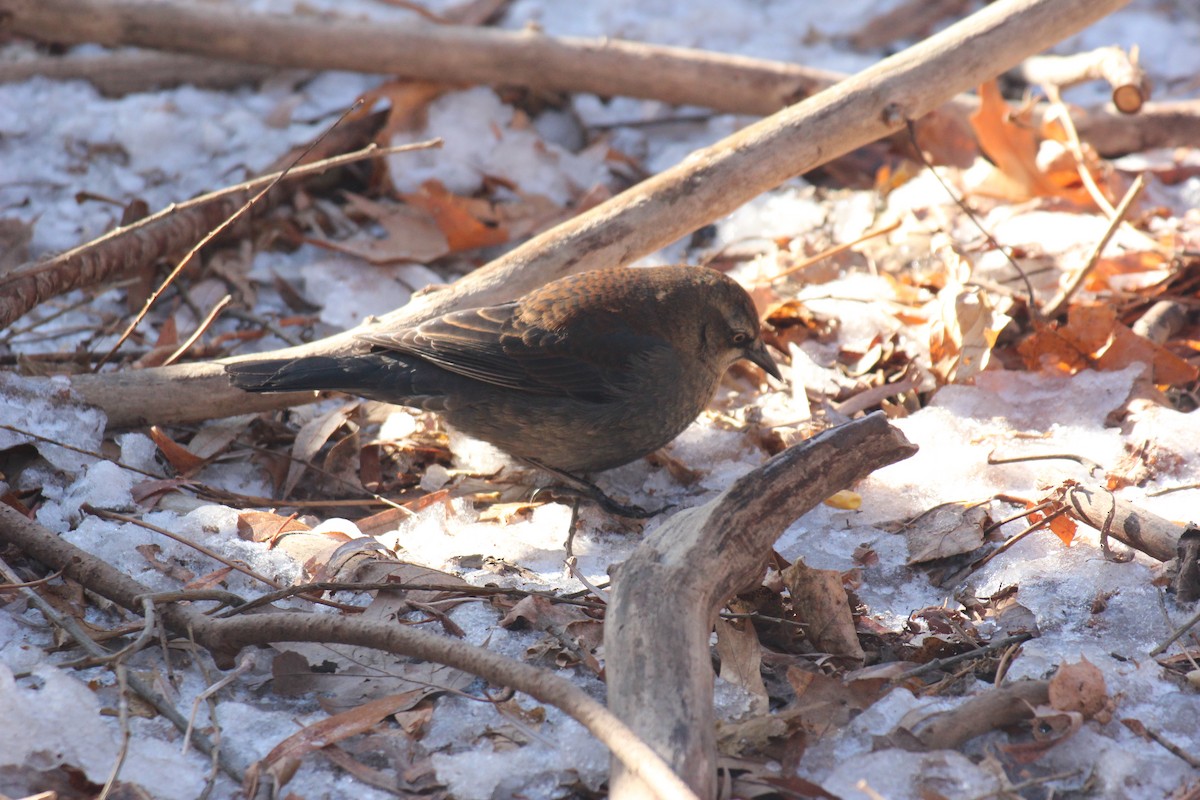Rusty Blackbird - ML647031295