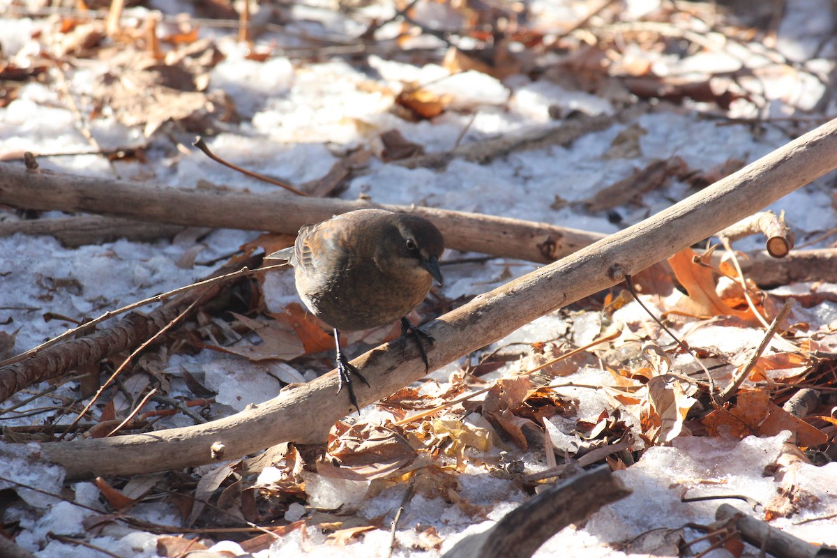 Rusty Blackbird - ML647031296