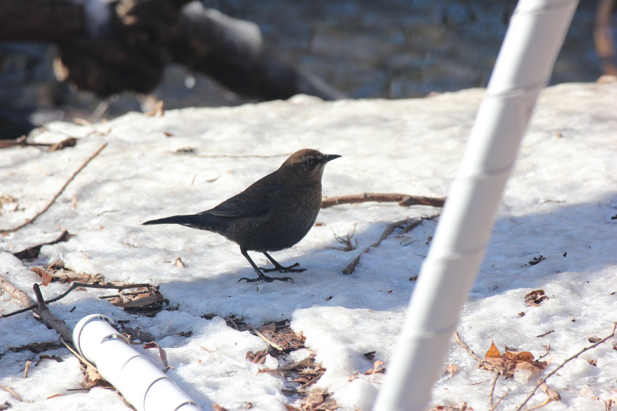 Rusty Blackbird - ML647031297