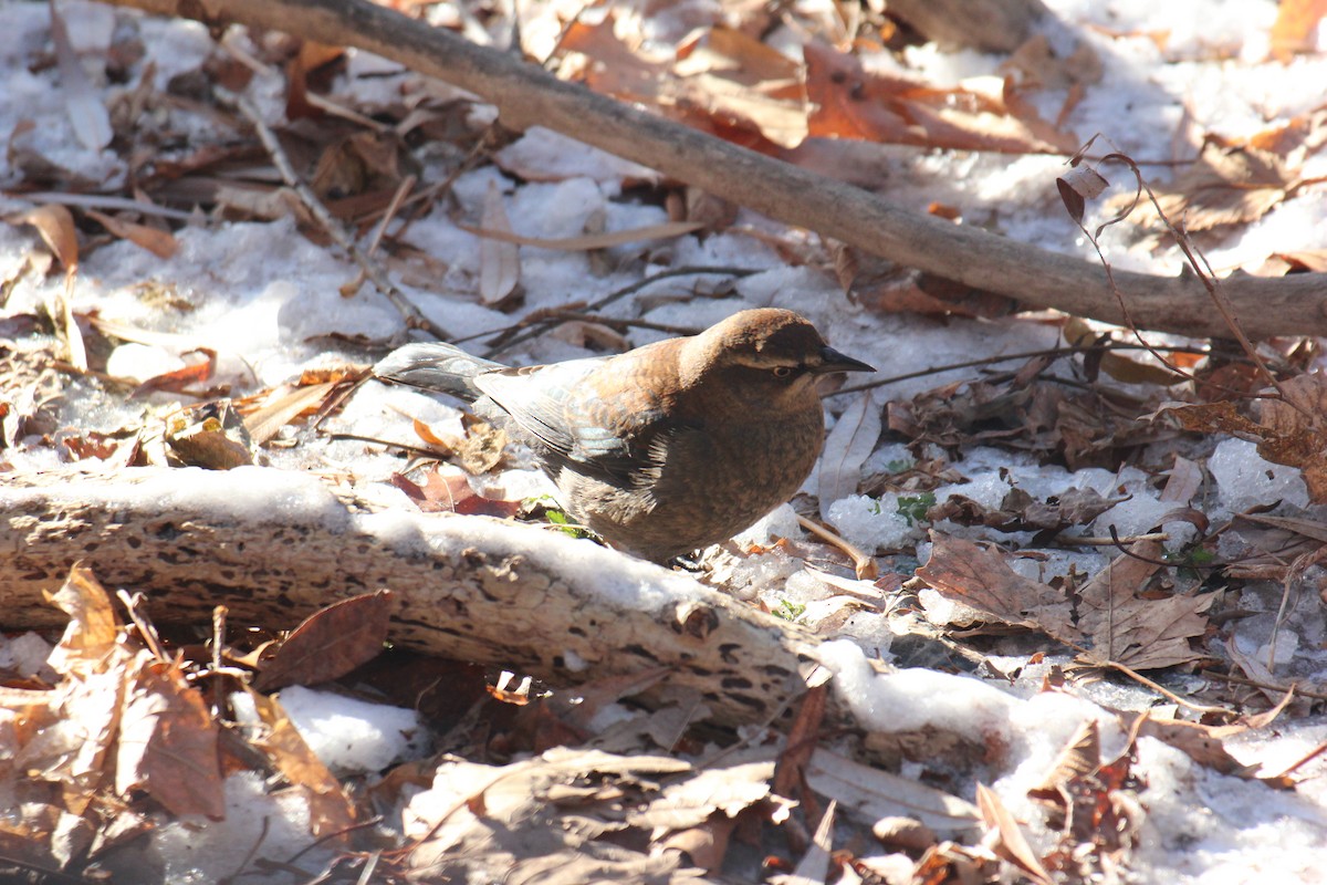Rusty Blackbird - ML647031298