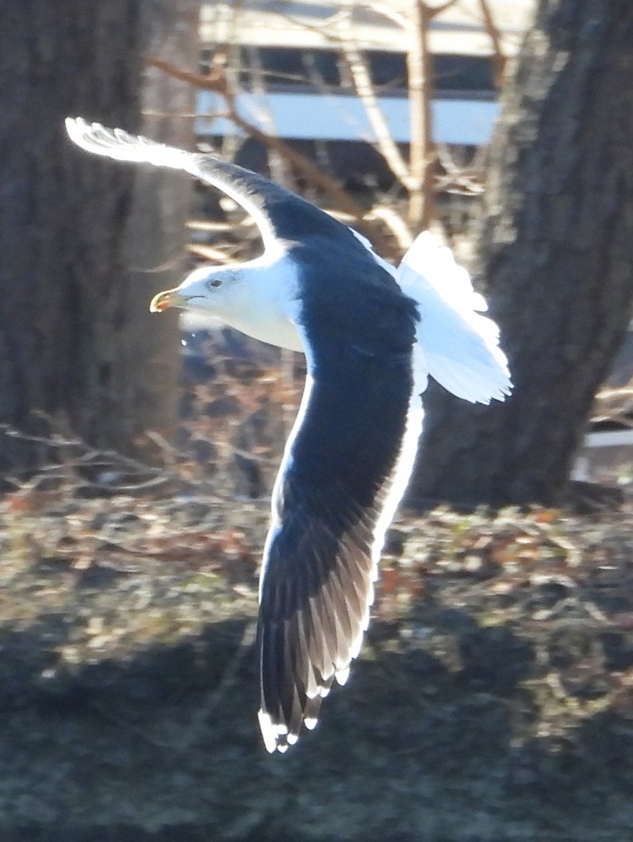 Great Black-backed Gull - ML647031299