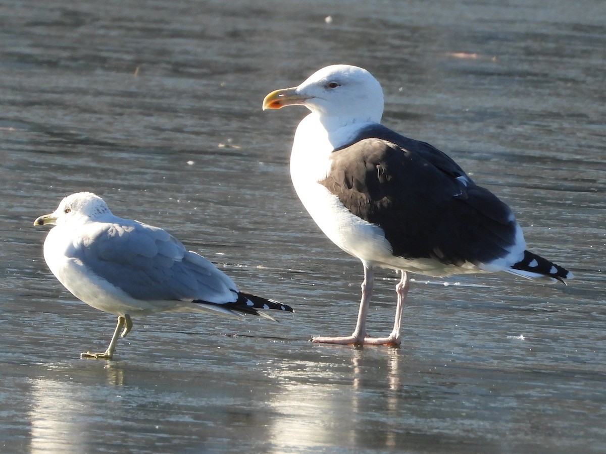 Great Black-backed Gull - ML647031300