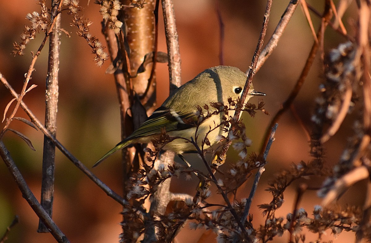 Ruby-crowned Kinglet - ML647031307