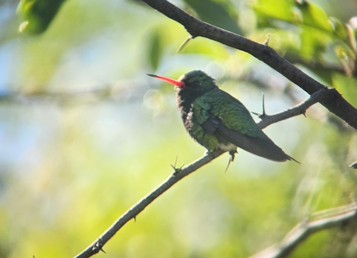 glansbuksmaragd - ML647031317