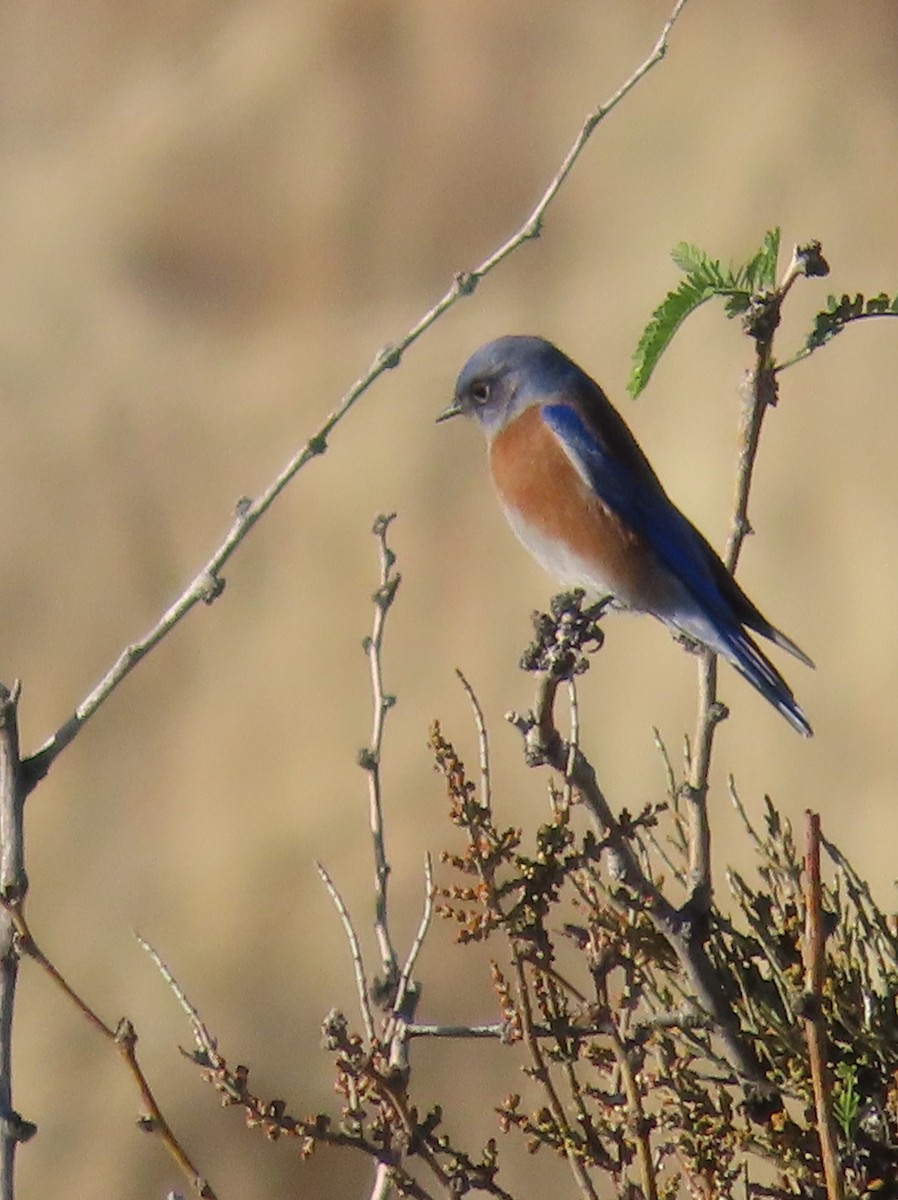 Batılı Mavi Ardıç - ML647031318