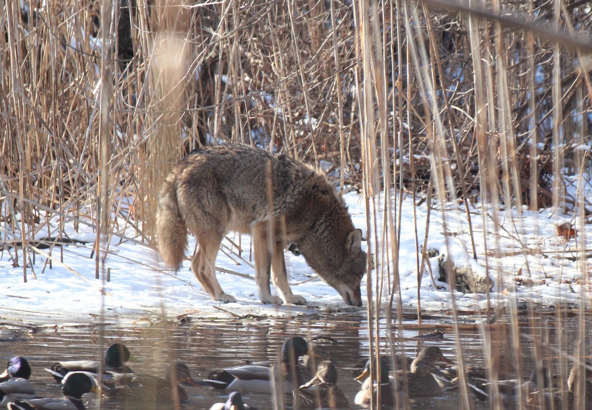 Animals - ML647031323