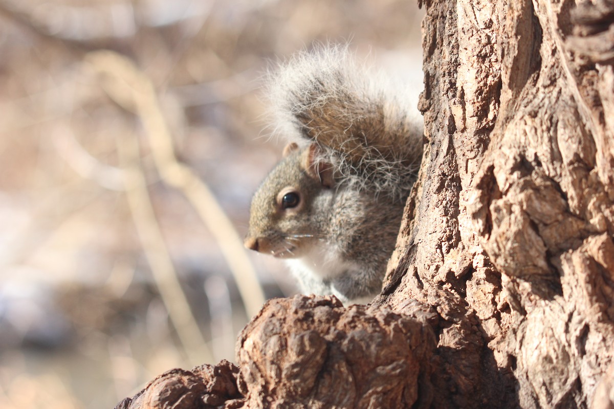 Animals - ML647031324