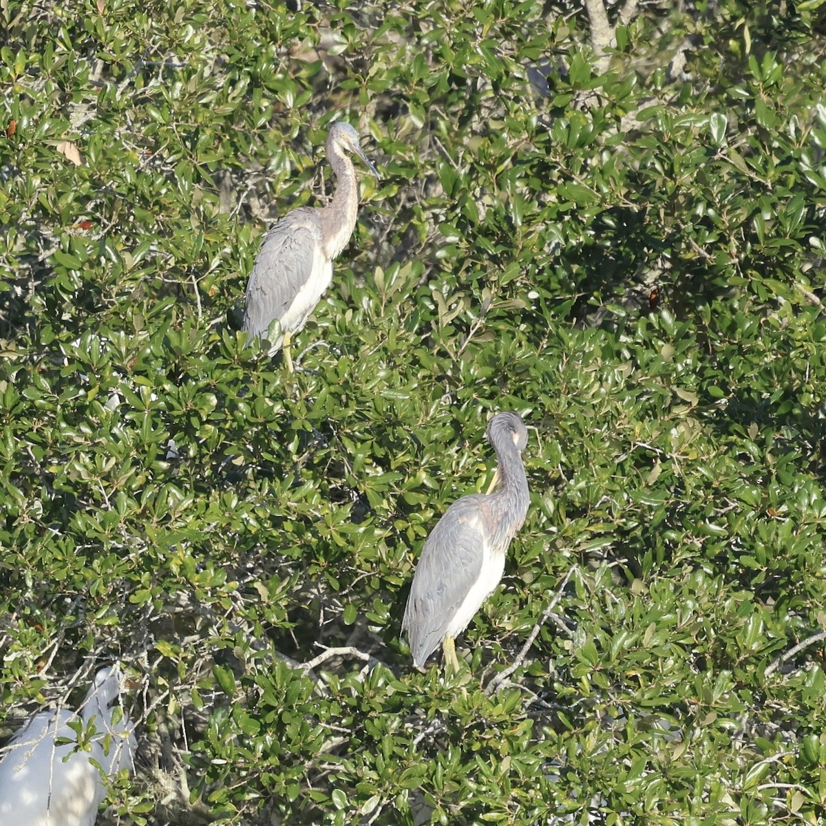 Tricolored Heron - ML647031329