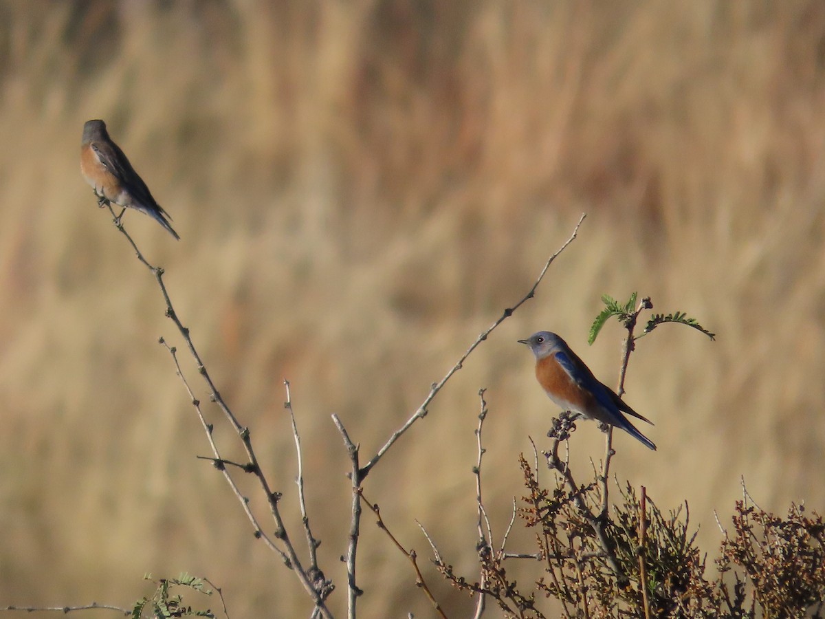 Batılı Mavi Ardıç - ML647031332