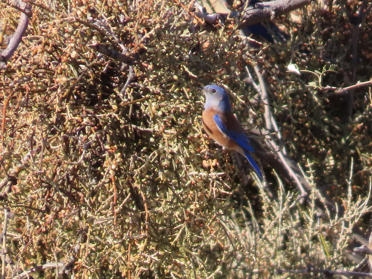 Batılı Mavi Ardıç - ML647031337