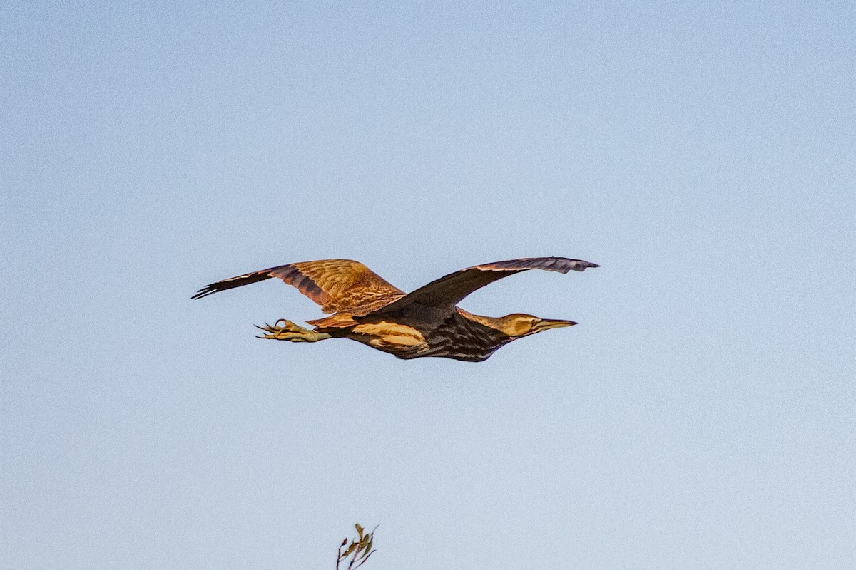 Amerika Balabanı - ML647031338