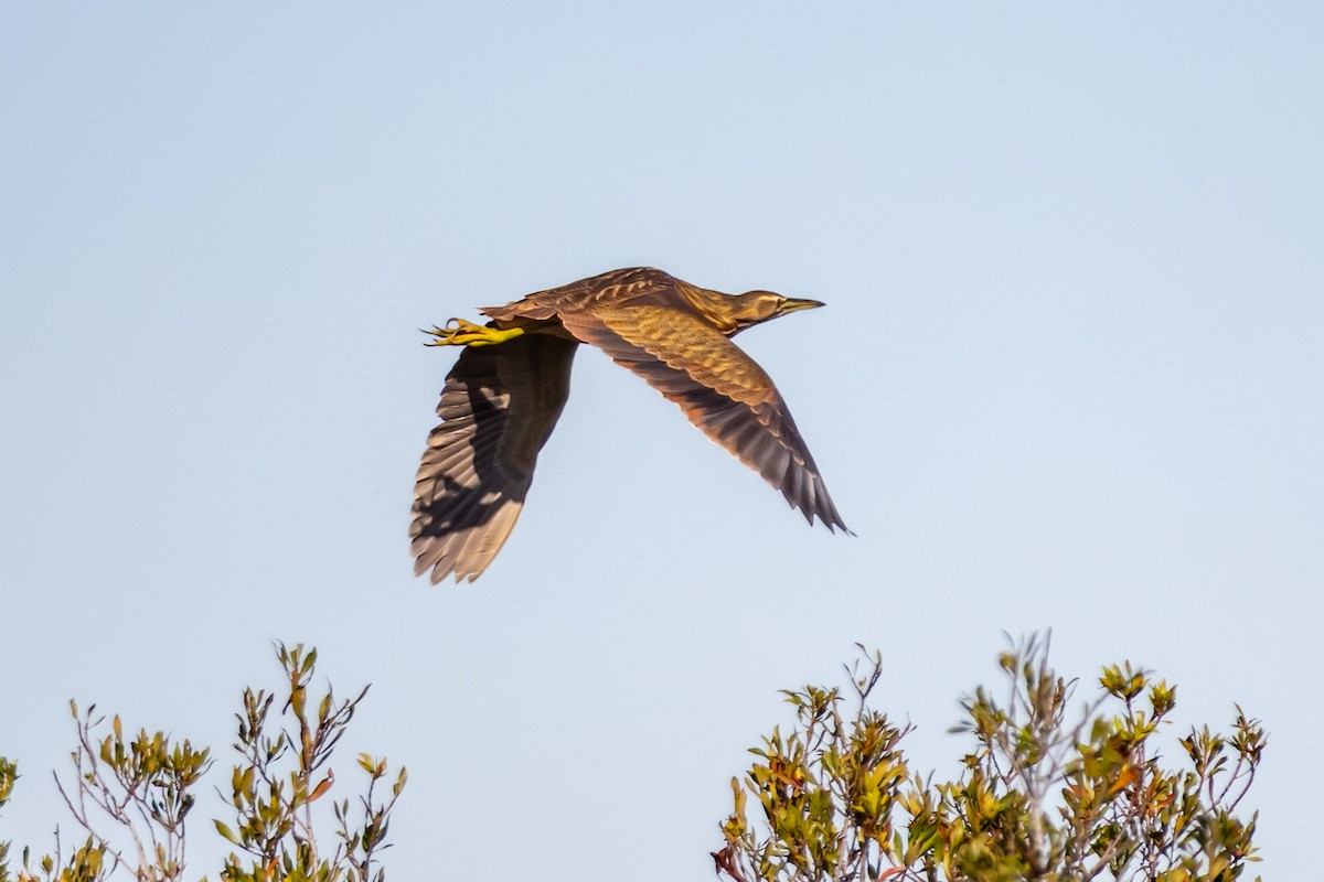 Amerika Balabanı - ML647031339