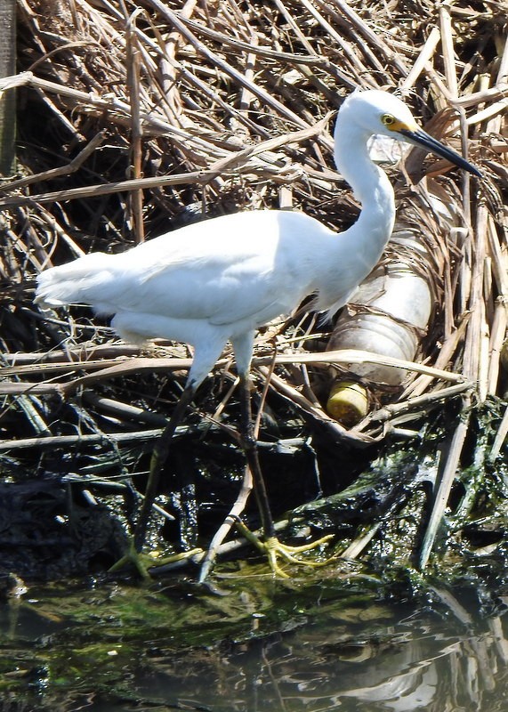Snowy Egret - ML647031340