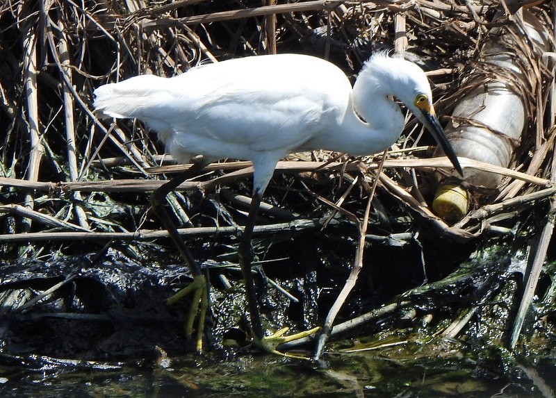Snowy Egret - ML647031341