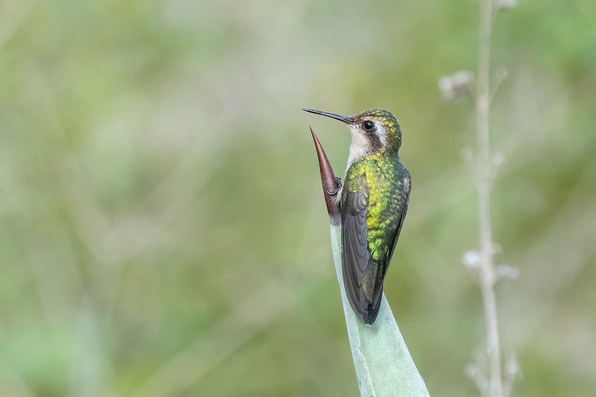 Canivet's Emerald - ML647031343
