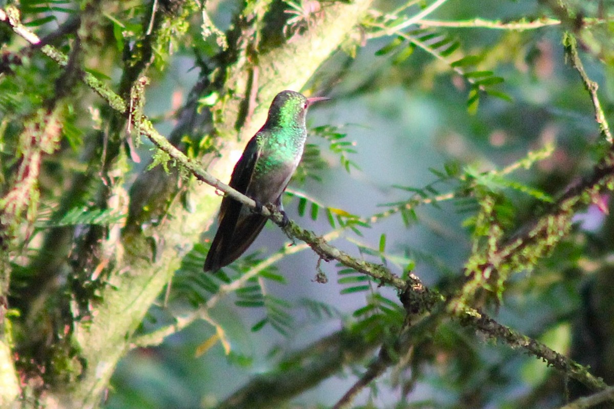 Rufous-tailed Hummingbird - ML647031344