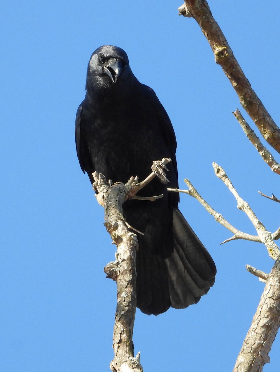 Balıkçı Karga - ML647031346