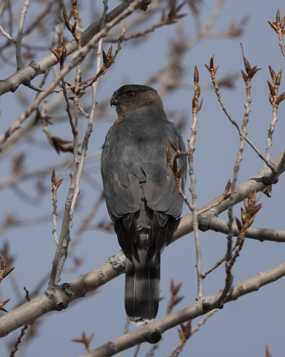 jestřáb americký - ML647031348