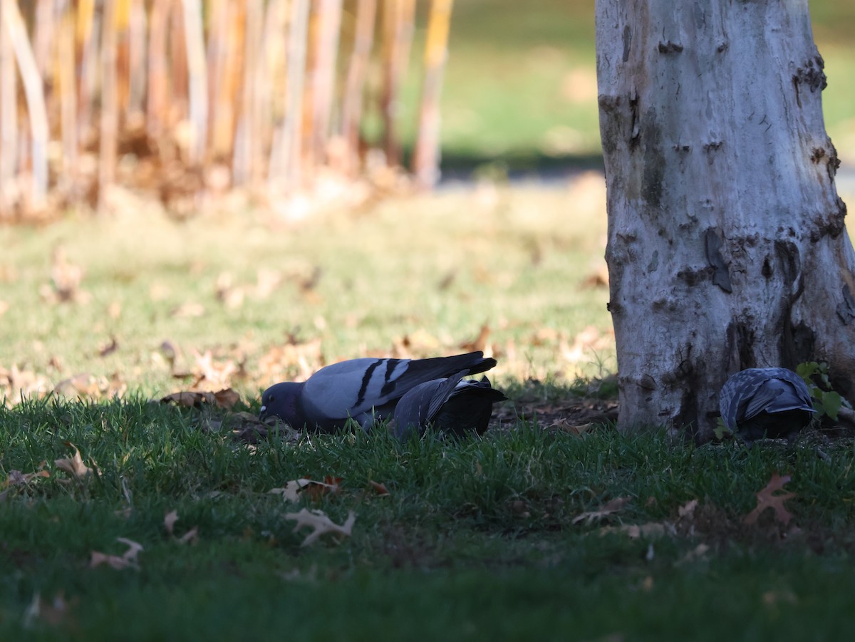 Paloma Bravía (variedad doméstica) - ML647031350