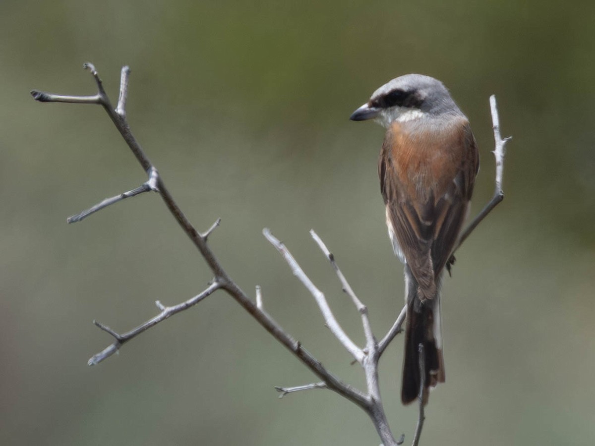 ťuhýk obecný - ML647031357