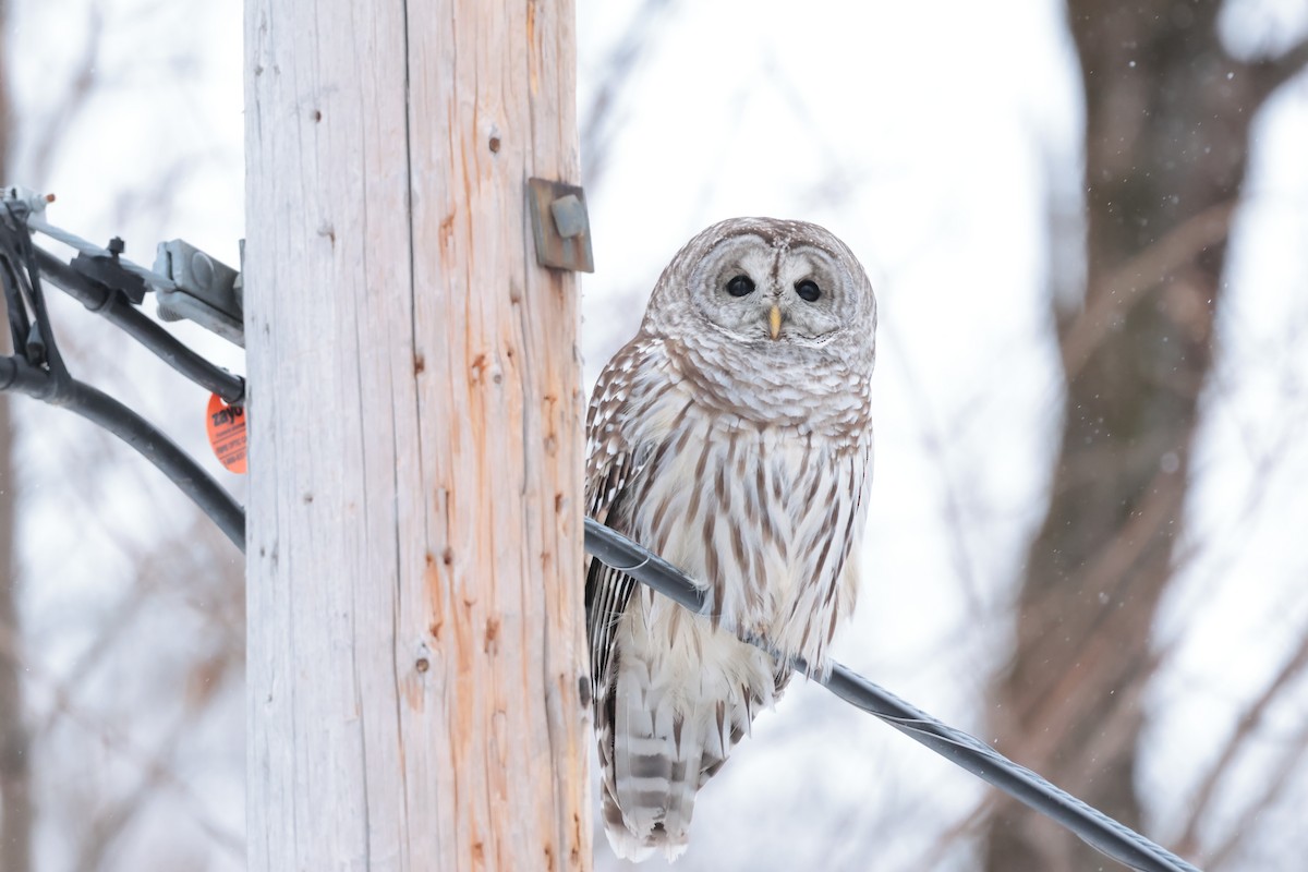 puštík proužkovaný - ML647031359