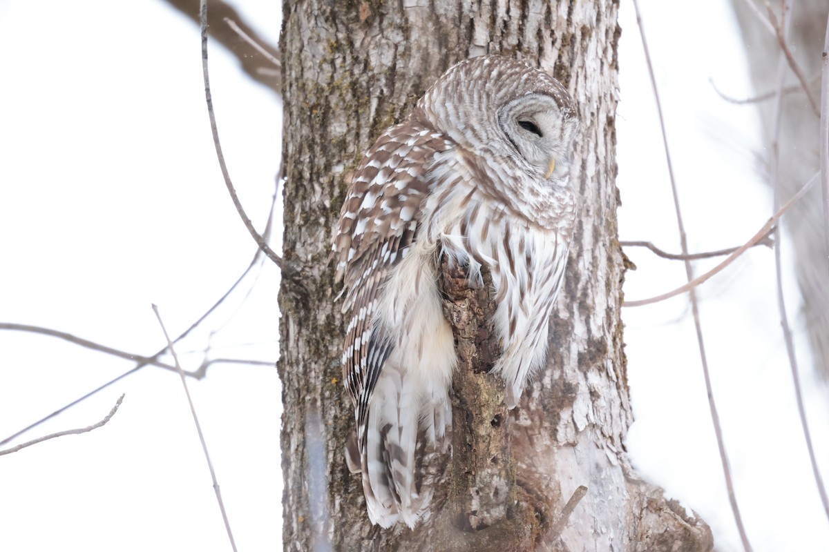 puštík proužkovaný - ML647031362