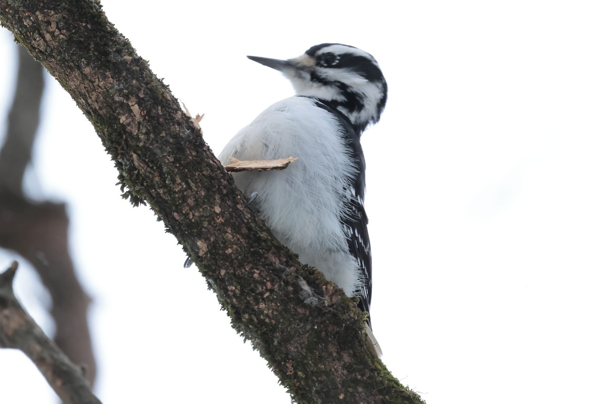 strakapoud americký - ML647031367