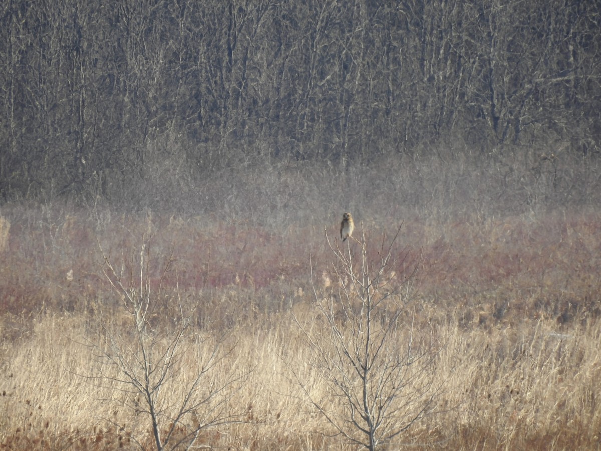 短耳鴞(flammeus) - ML647031371