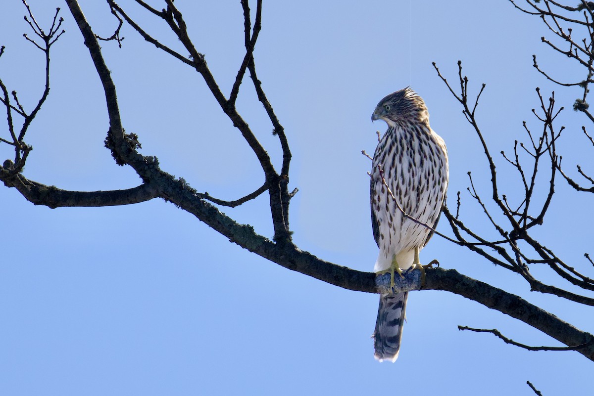 Cooper's Hawk - ML647031384