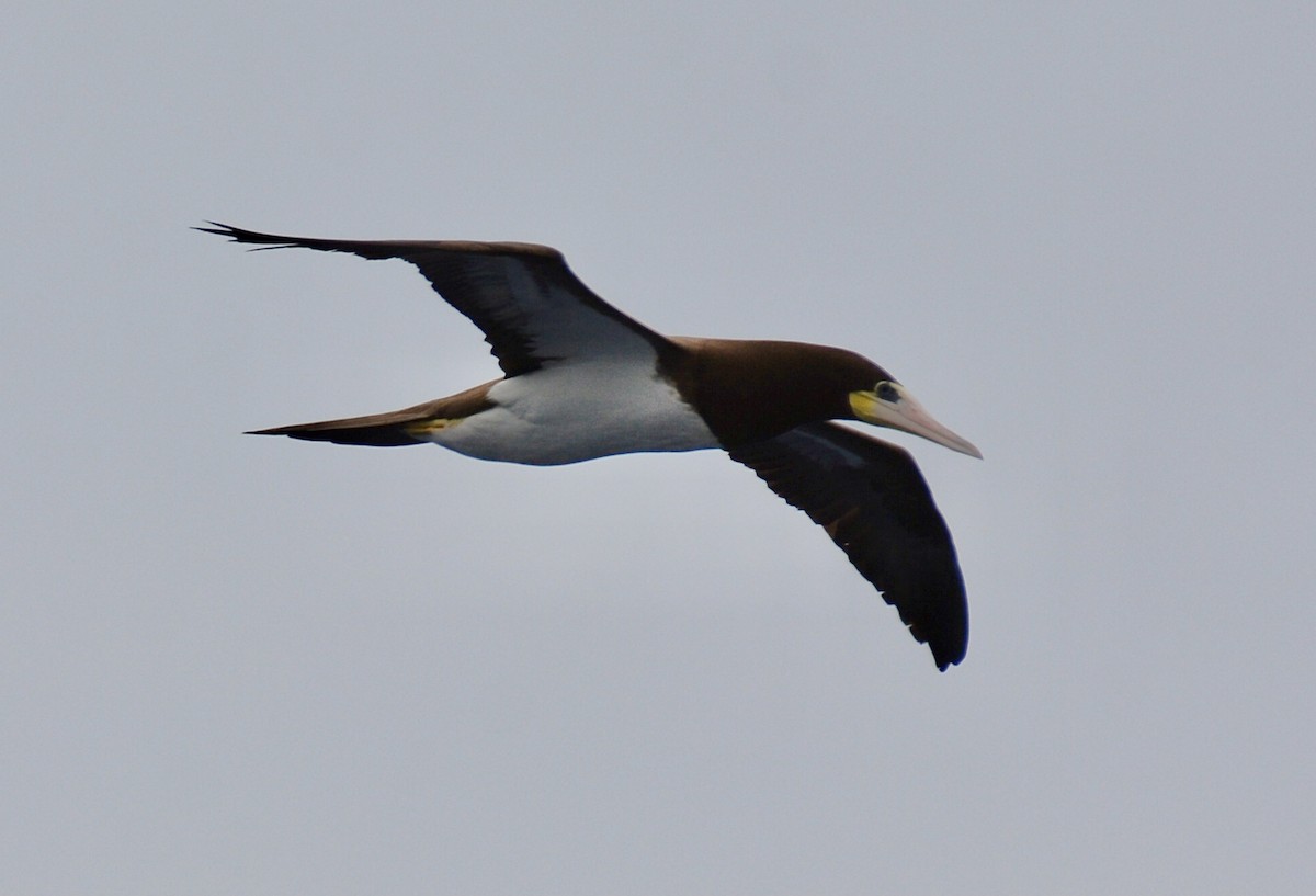 Brown Booby - ML647031385