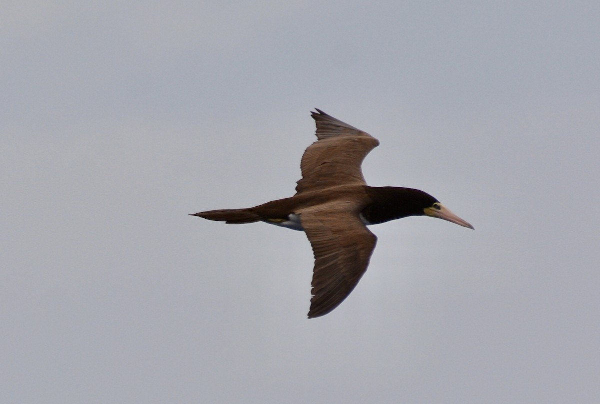 Brown Booby - ML647031386
