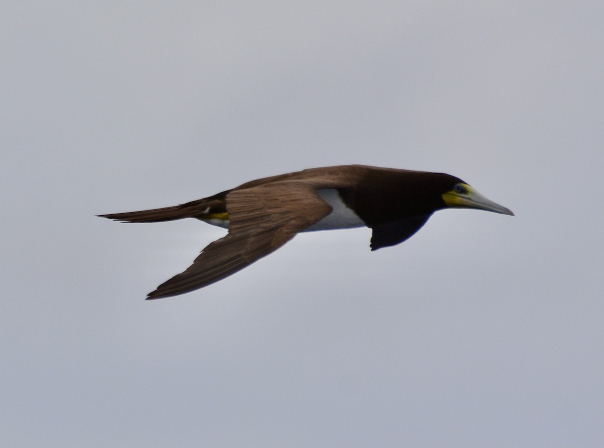 Brown Booby - ML647031387