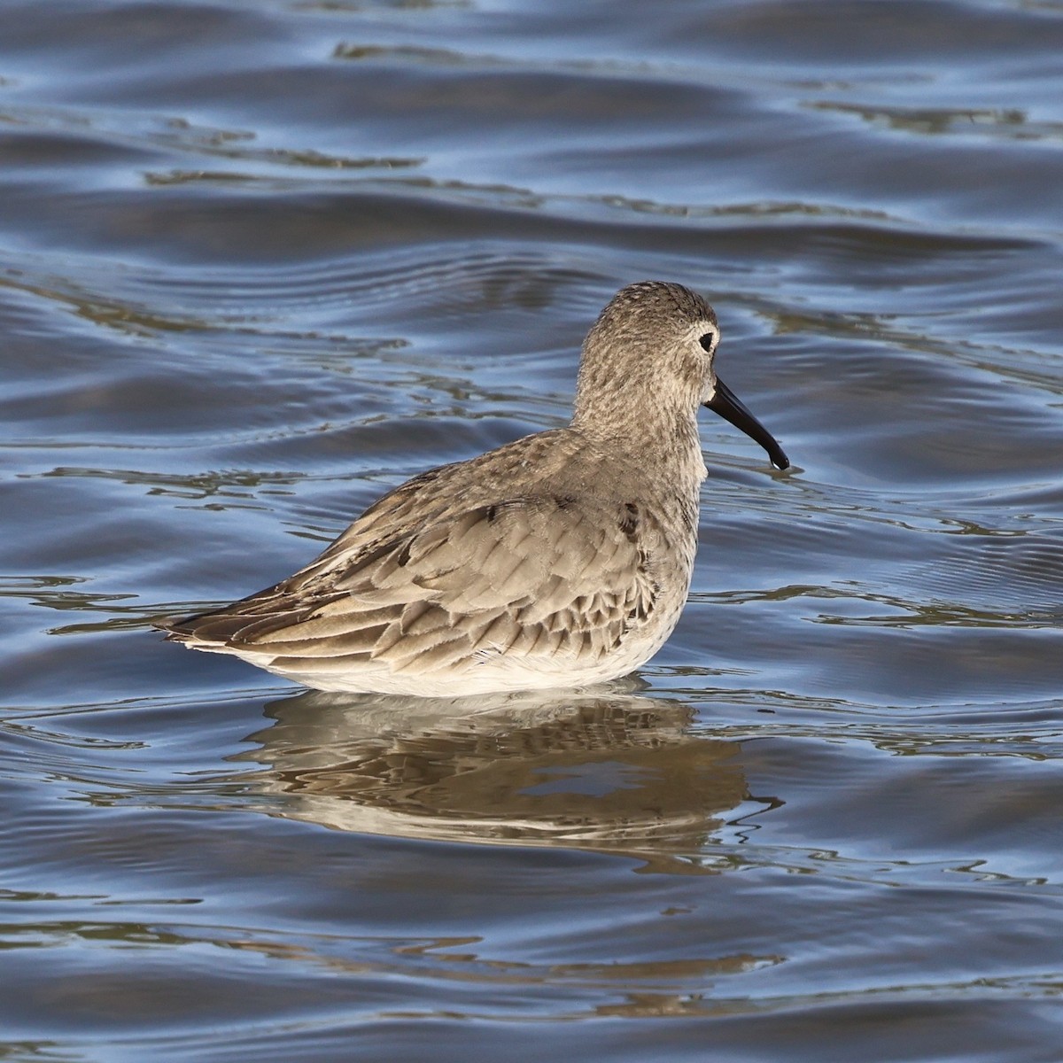 黑腹濱鷸 - ML647031396