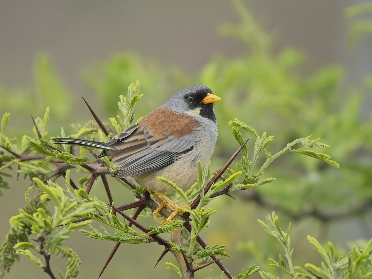 Buff-bridled Inca-Finch - ML647031408