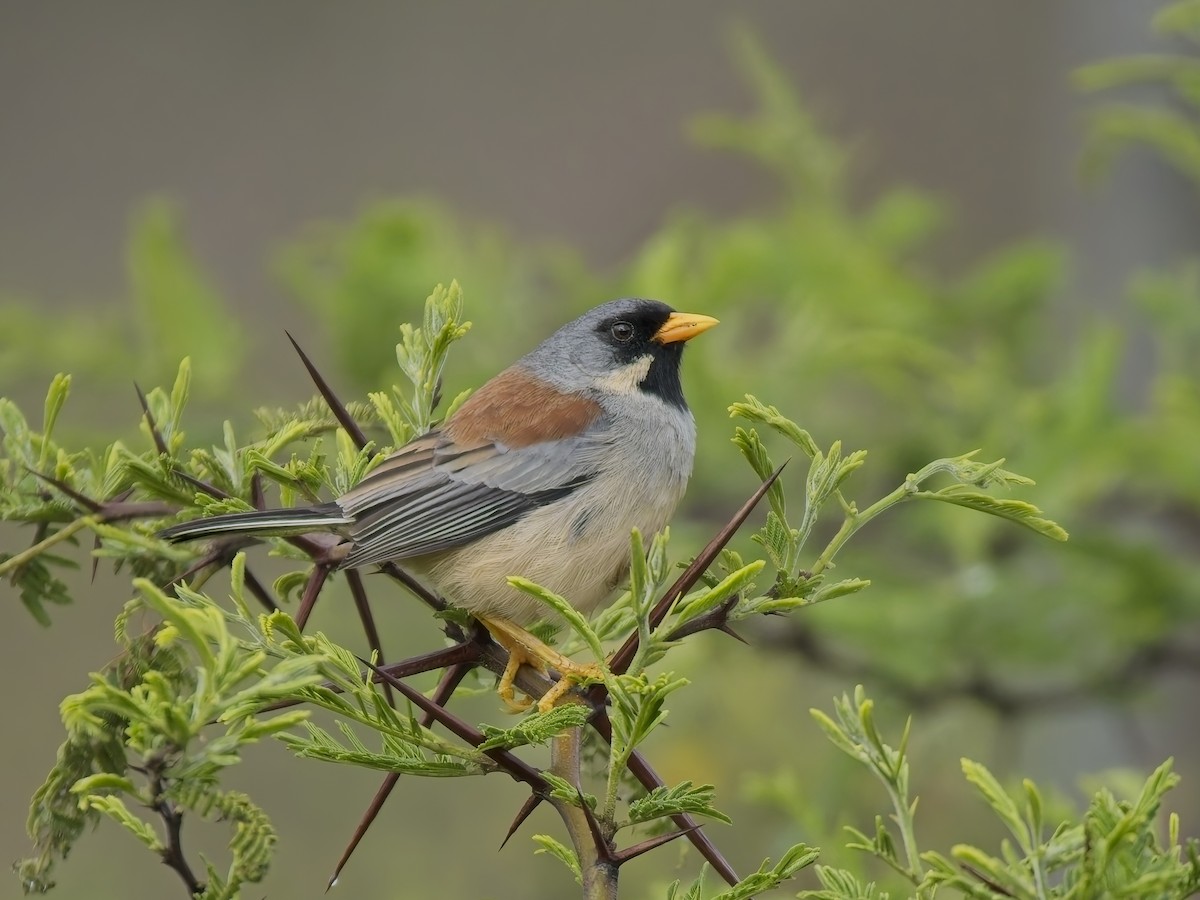 Buff-bridled Inca-Finch - ML647031409