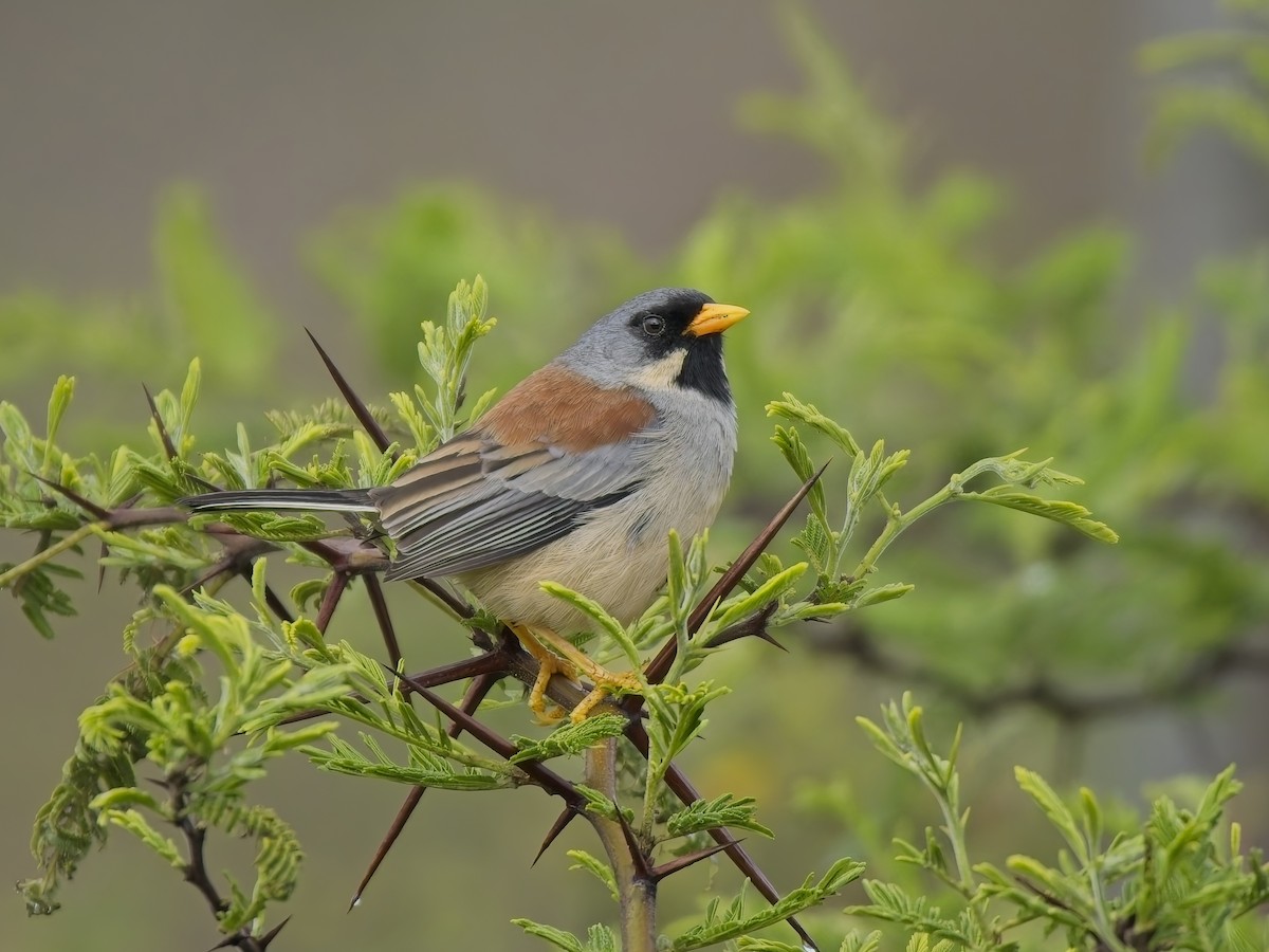Buff-bridled Inca-Finch - ML647031410