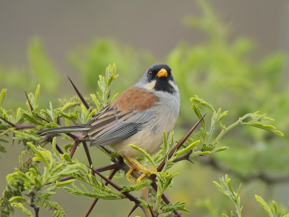 Buff-bridled Inca-Finch - ML647031411