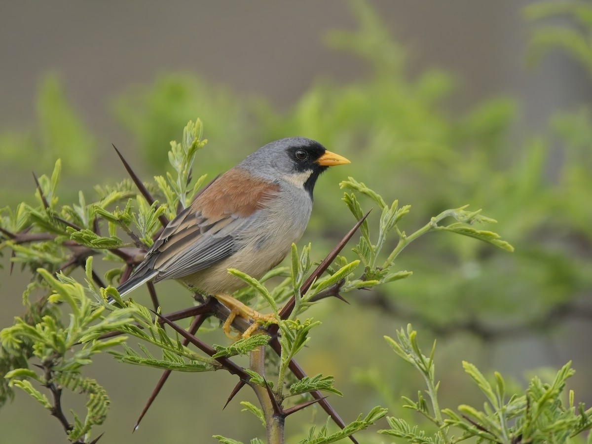 Buff-bridled Inca-Finch - ML647031412