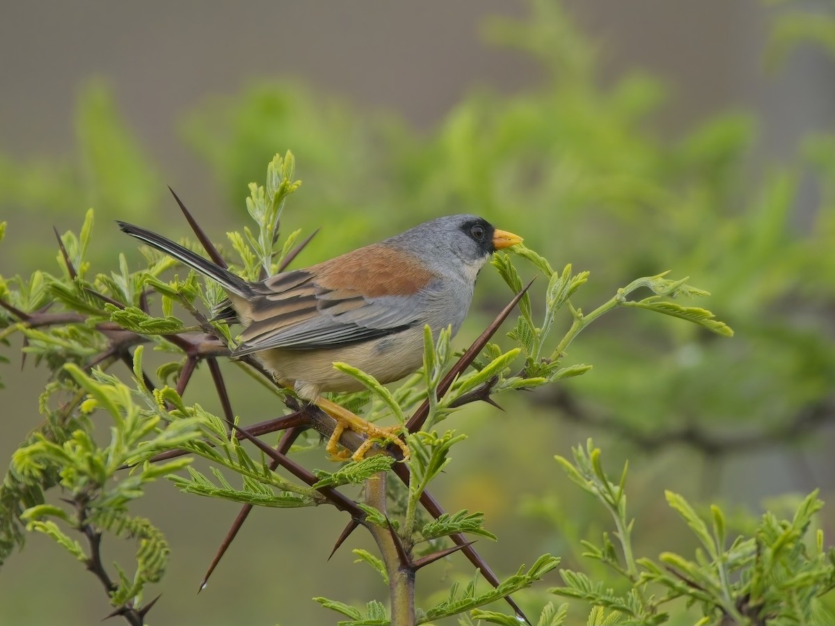 Buff-bridled Inca-Finch - ML647031413