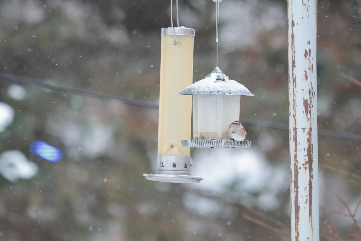 strnádka pokřovní - ML647031414