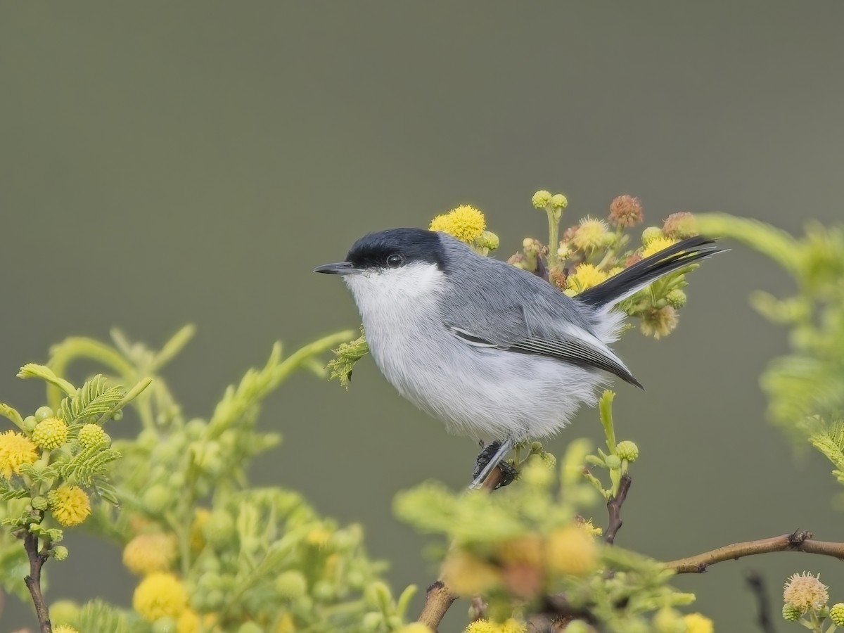 Marañon Gnatcatcher - ML647031427