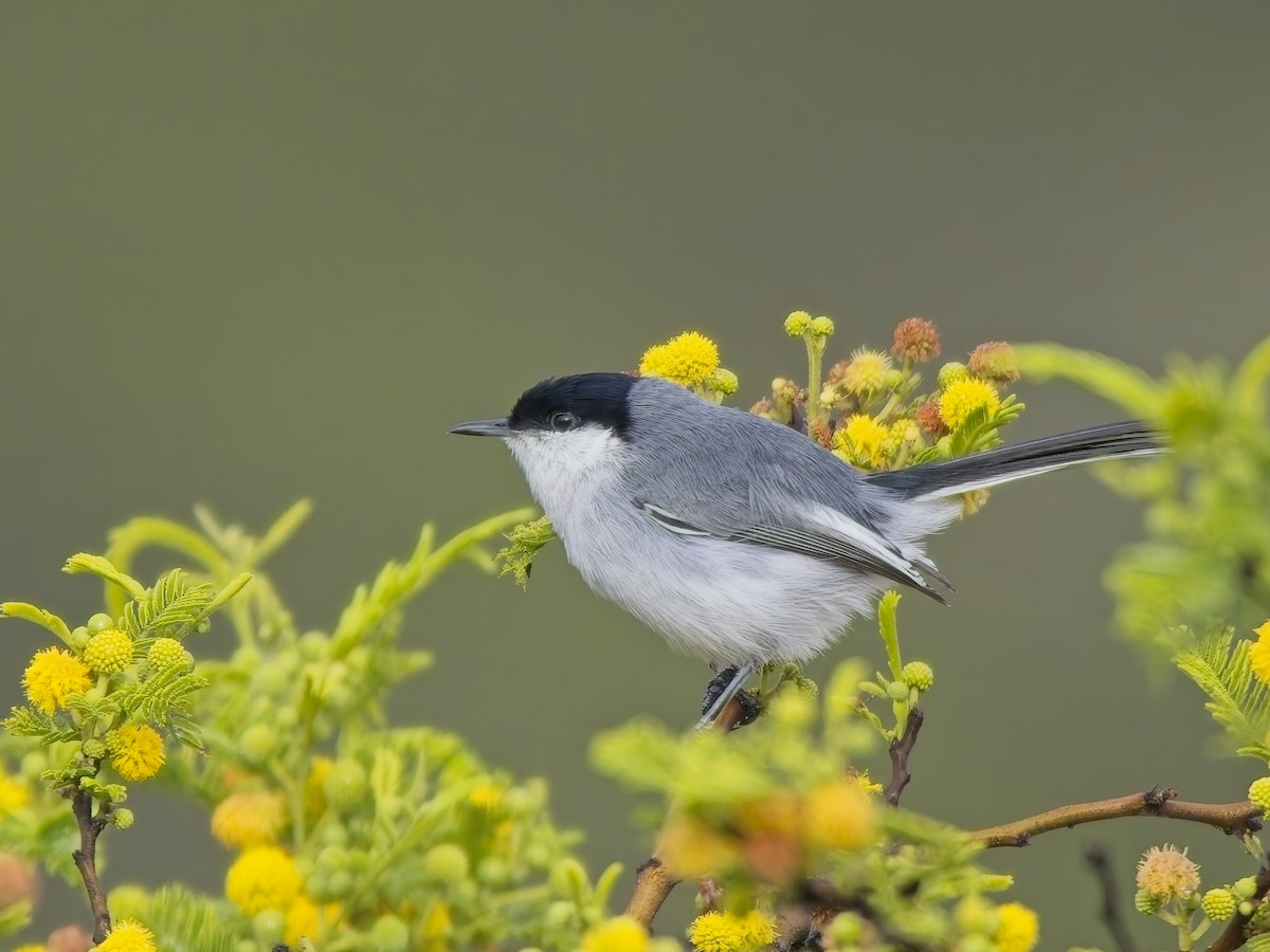 Marañon Gnatcatcher - ML647031428