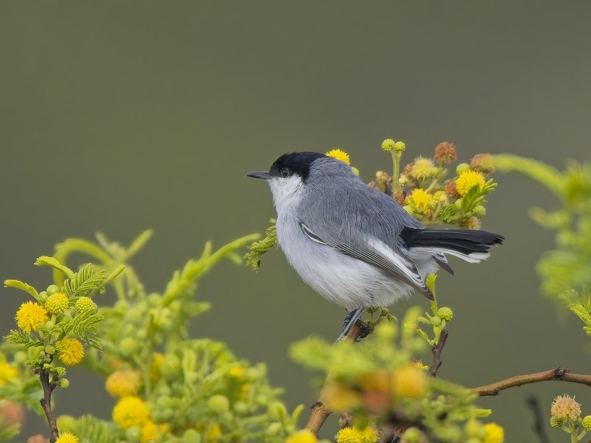 Marañon Gnatcatcher - ML647031429