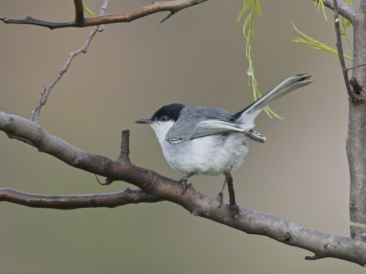 Marañon Gnatcatcher - ML647031430