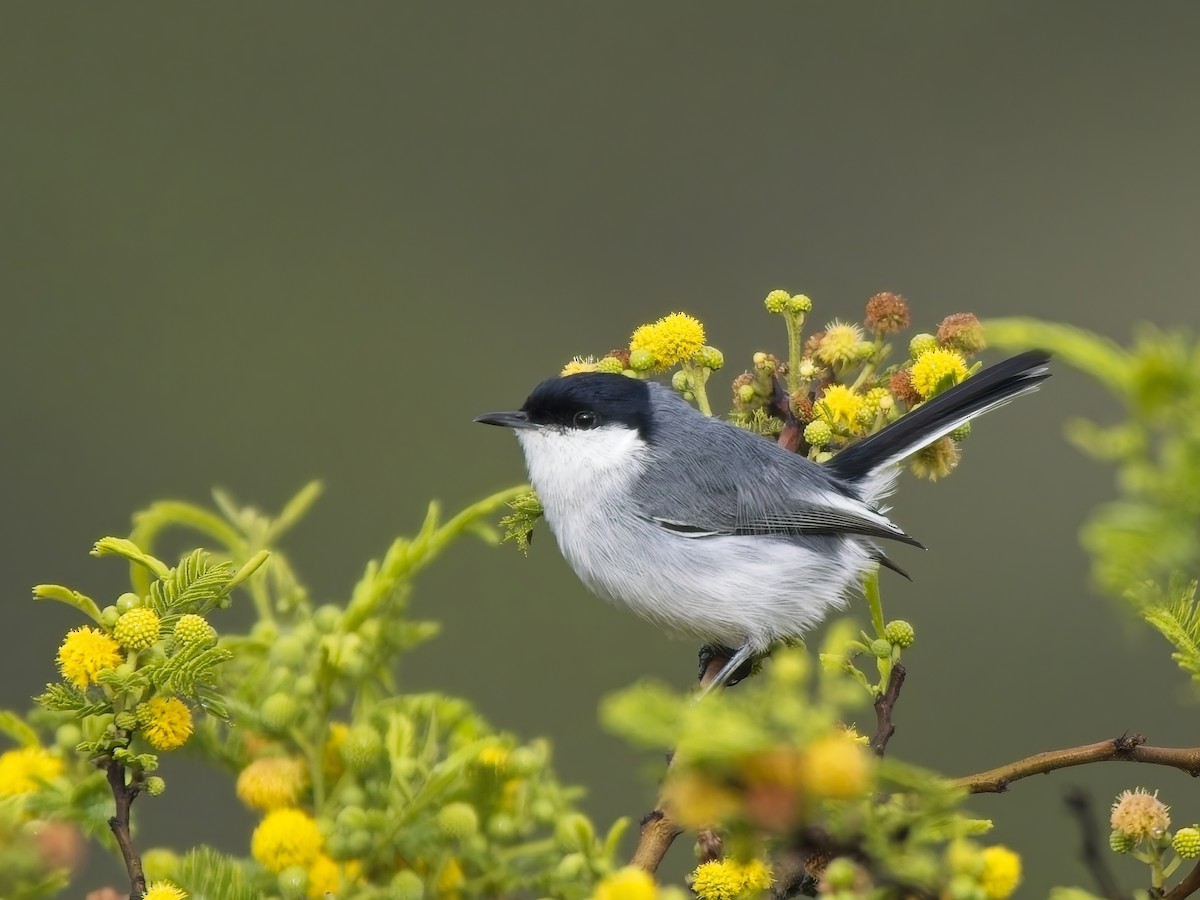 Marañon Gnatcatcher - ML647031431